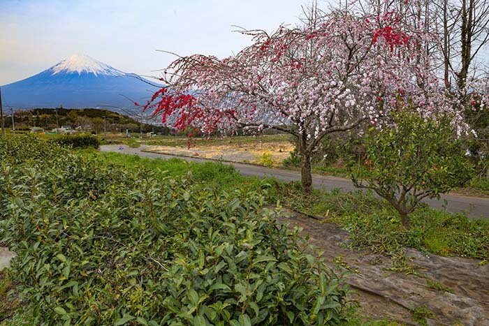 ハナモモと富士山