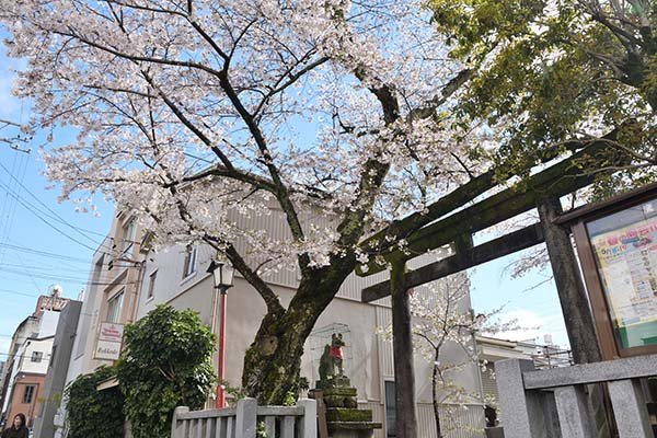 一加番神社の桜