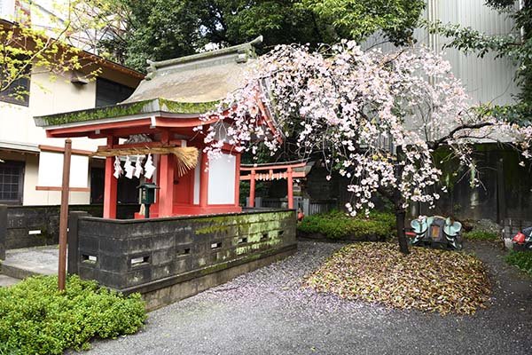 小櫛神社のハナモモ