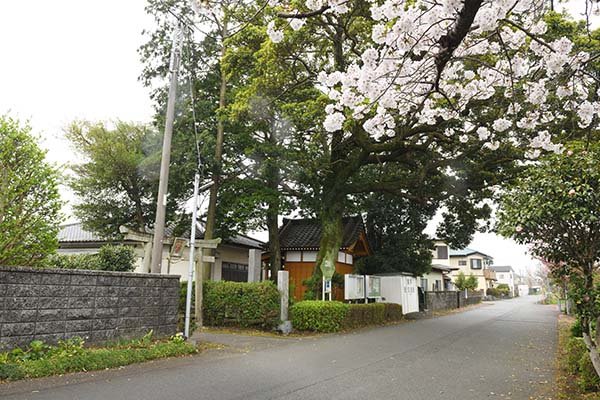 富士市の神社と桜