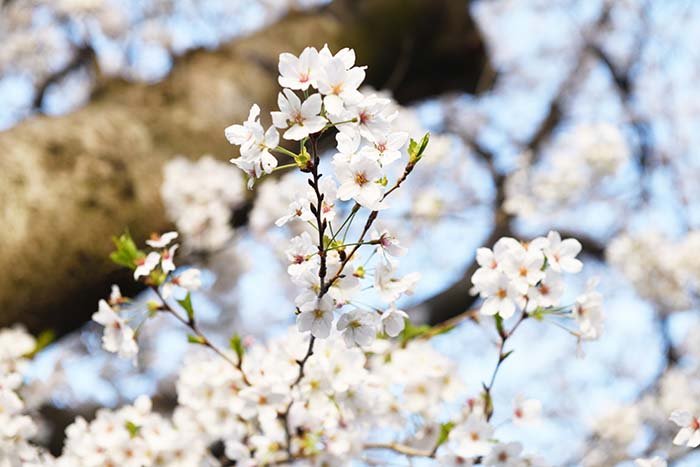 桜満開