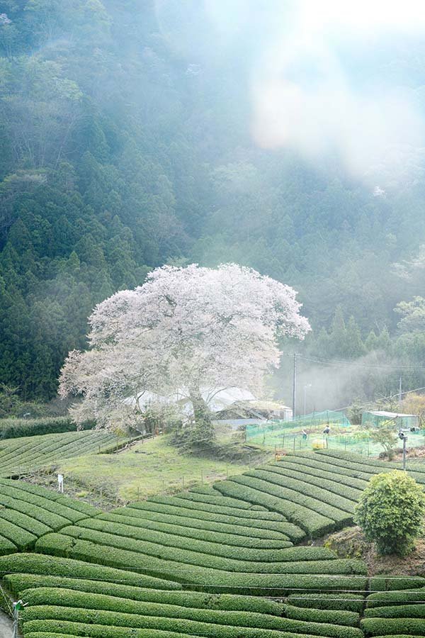 日の出のころ。霧にたたずむ