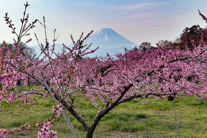 桃源郷からの富士山遠望