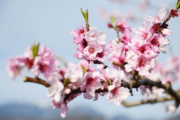 桃の花