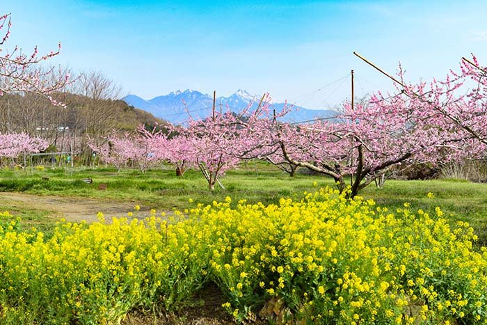 桃源郷、菜の花のハーモニー