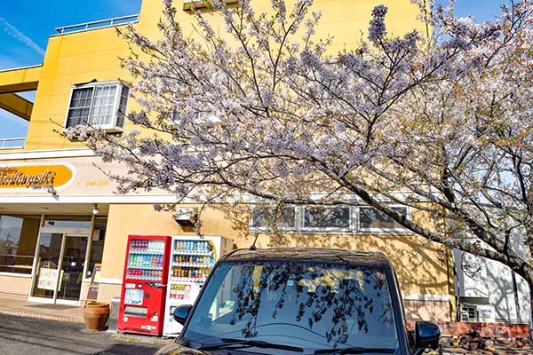 満開の桜の下でモーニング