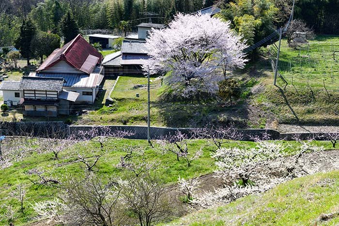 岡からの風景