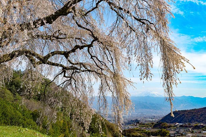 乙ヶ妻の桜ごしの富士山