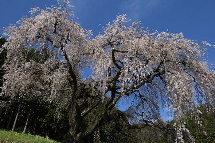 乙ヶ妻の桜