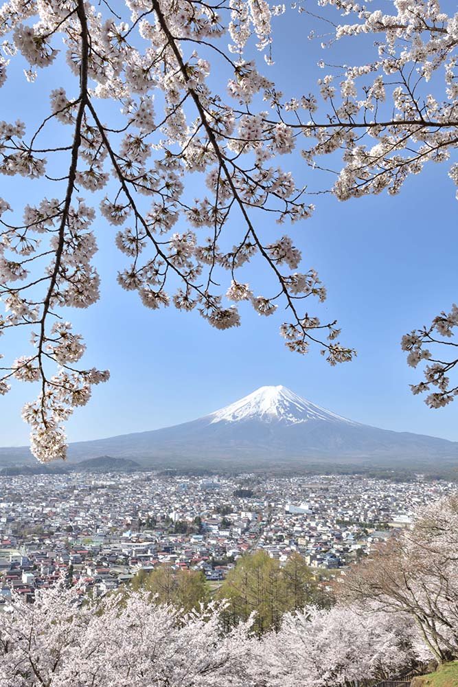 サクラ開花、雪のごとし