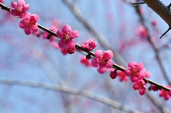 紅梅
