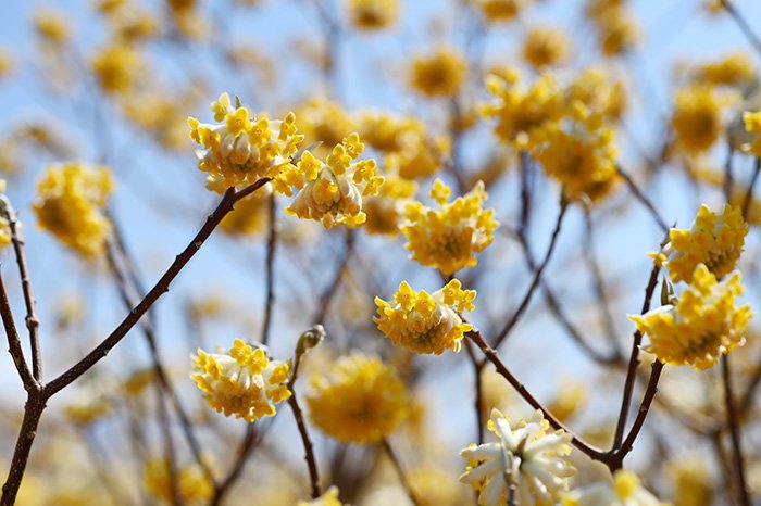 ミツマタの花