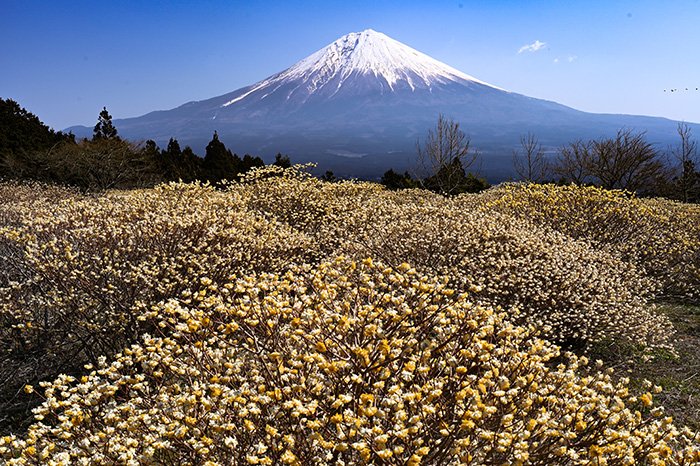 ミツマタ群生からの富士山