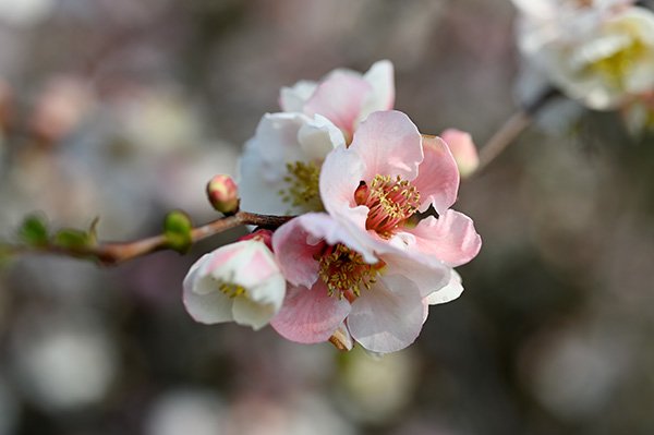ボケの花