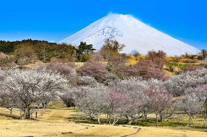 冠雪富士と梅園