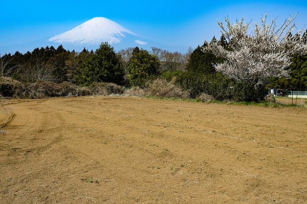 畑と富士山