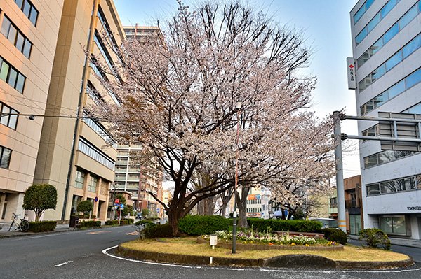 日の出町分離帯の桜