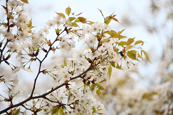 山桜