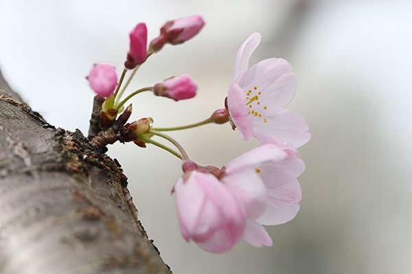 神代曙