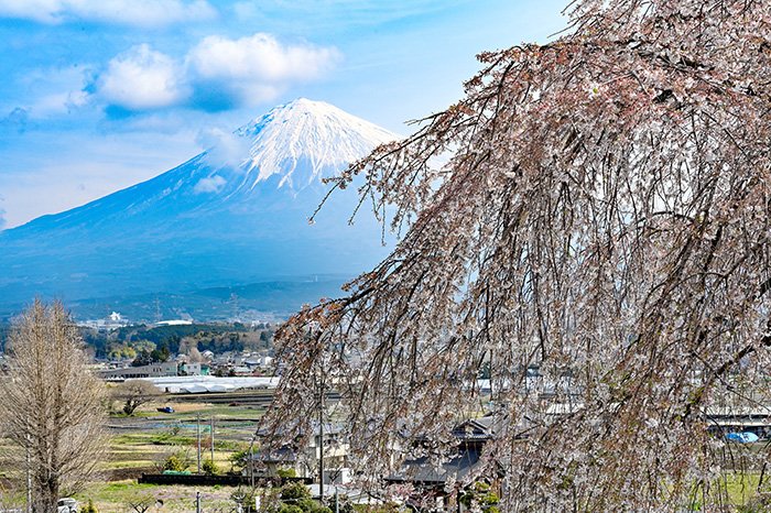 しだれ桜からの富士山