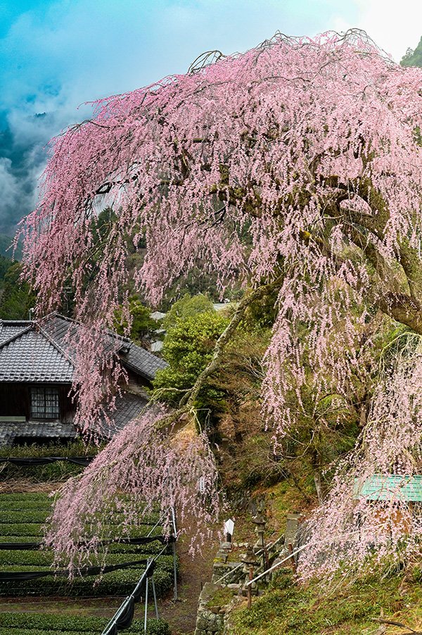 栃沢の桜