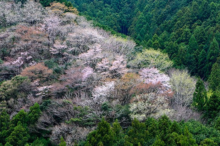 山嗤う