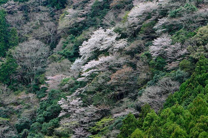 山桜