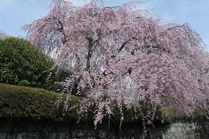 しだれ桜の鮮やかなピンク