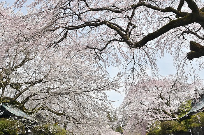 天を覆う桜