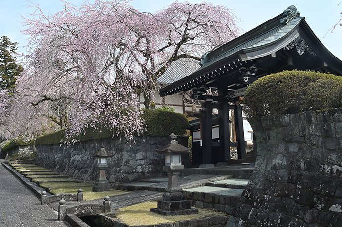 山門と桜