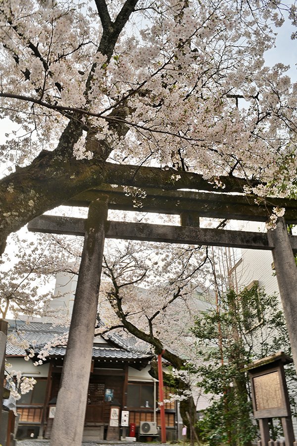 城北公園の桜