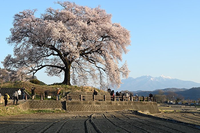 八ケ岳と一本櫻