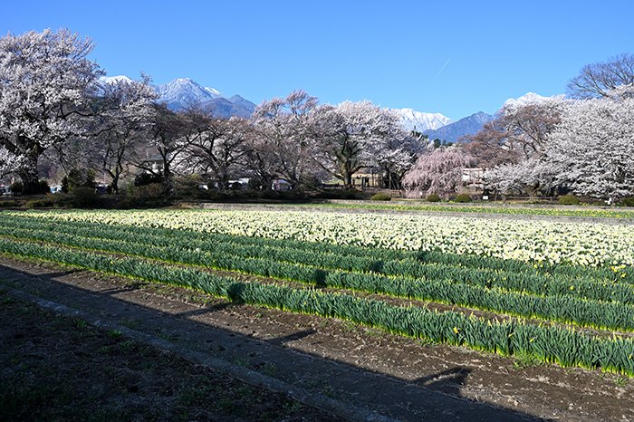 実相寺境内