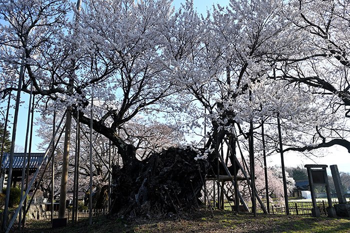 神代桜