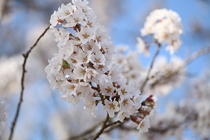 桜咲く