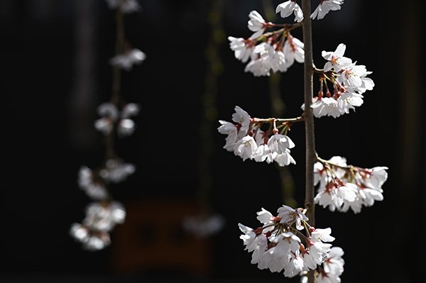 ぼんぼり桜