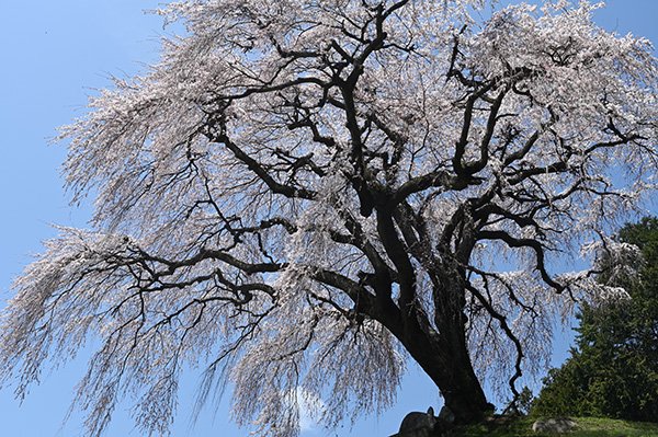 250405wanizuka_00001_31.jpg