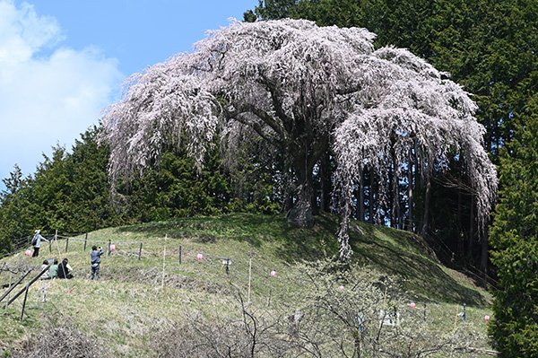 丘の上の一本櫻