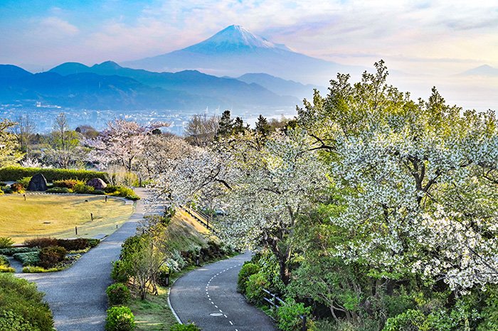 山桜咲く道
