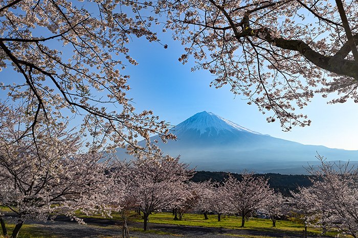 桜並木からの富士山