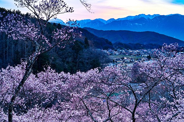 夕焼けと中央アルプス(木曽駒ケ岳）と桜