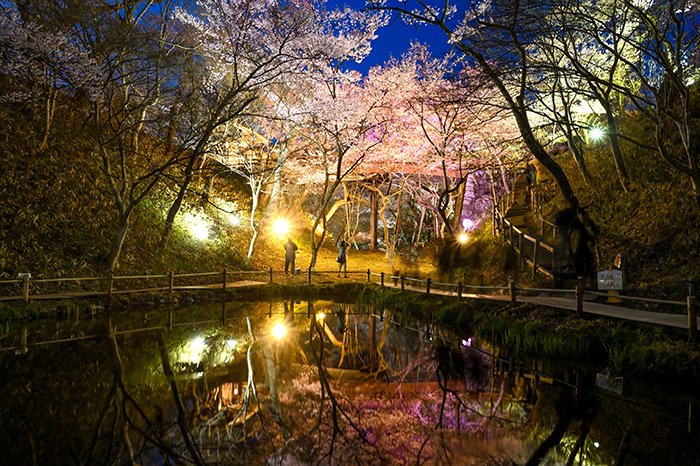 夜桜ライトアップ