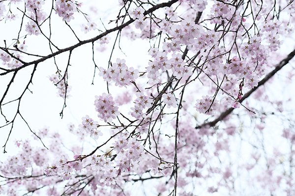 大妻籠、金剛屋の桜