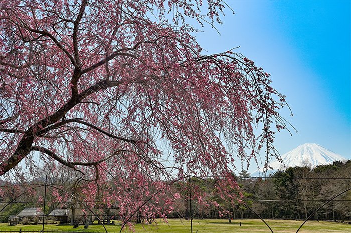 西湖野鳥の森、しだれ桜