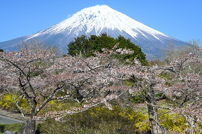 やや終盤となりました。昨年の方が上手に撮れた。