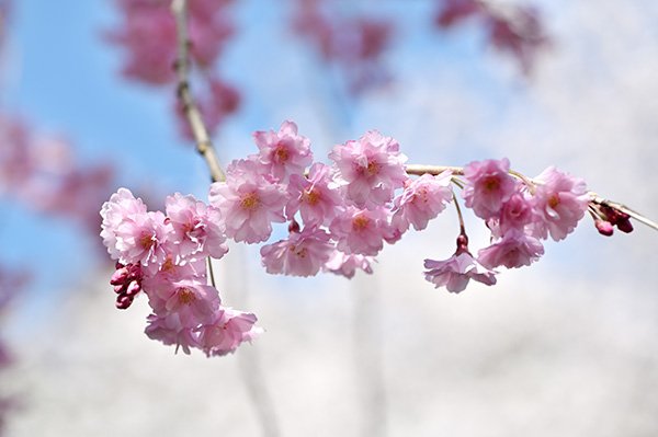 しだれ桜が綺麗でした