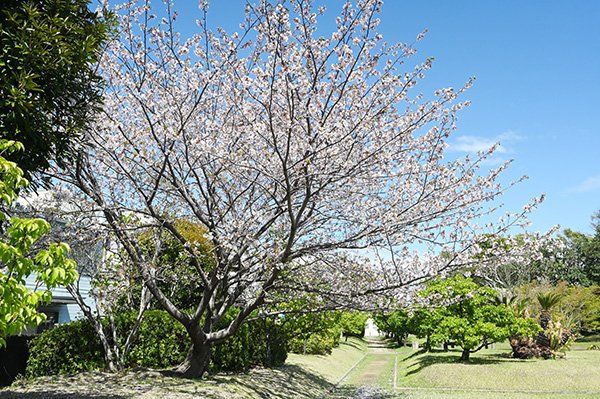 時間調整に立ち寄った公園の桜が綺麗でした