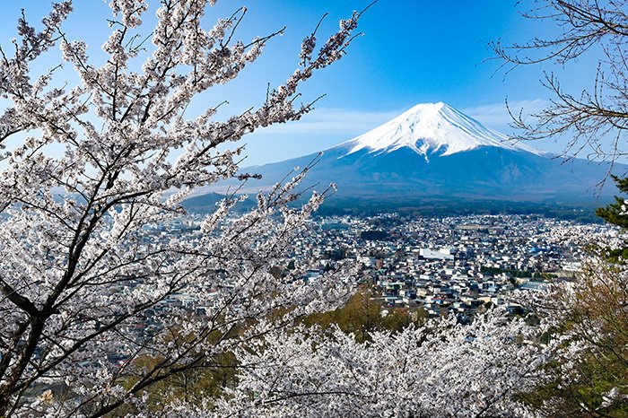 雪の様な桜と富士山