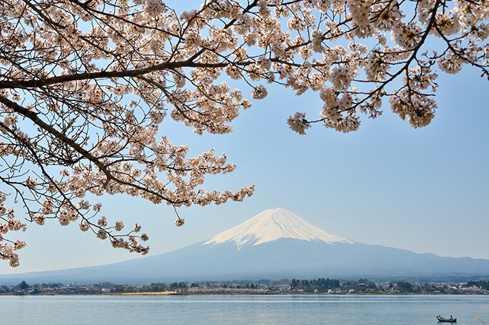 河口湖の桜は満開でした