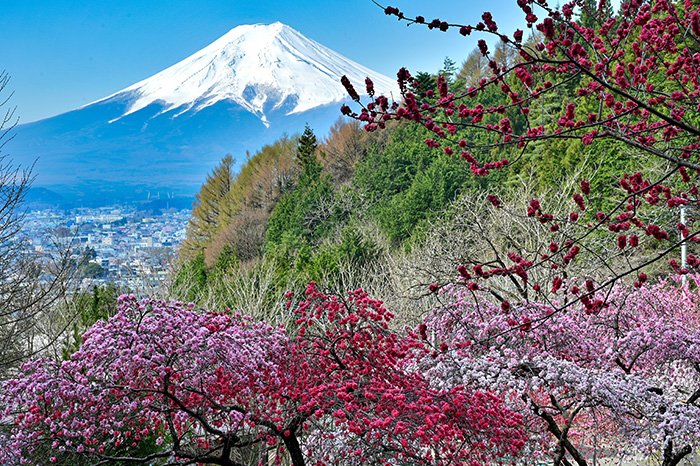 ハナモモの園